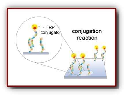 Enzyme/Antibody conjugation